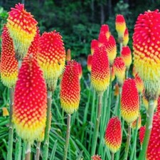 RED HOT POKER - Torch Lily -