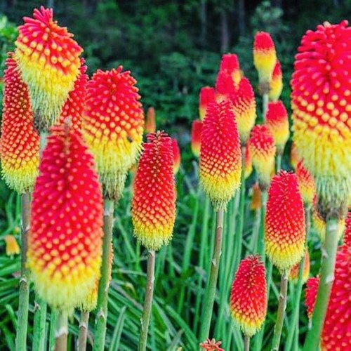 Red hot poker - -, torch