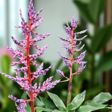 Aechmea blue rain 15cm - aechmea, pot