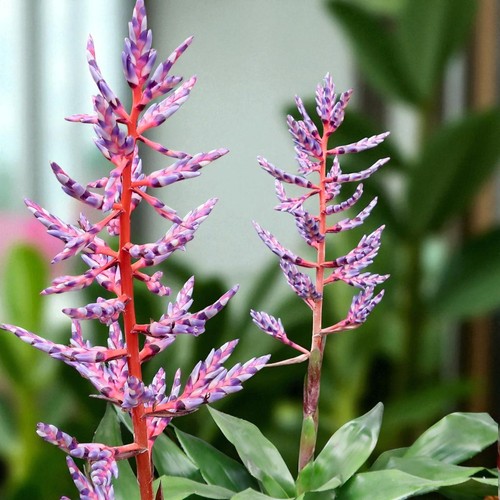 Aechmea blue rain 15cm pot - aechmea,