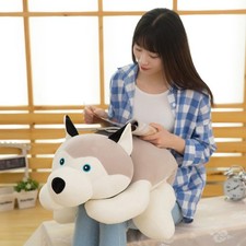 Cute Gray Lying Posture Husky