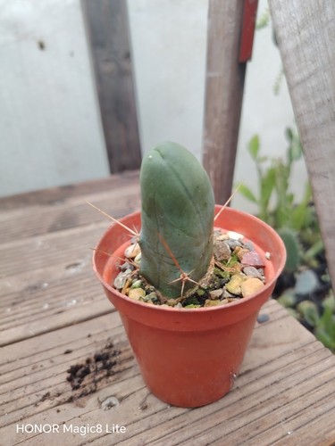 Male sexy cactus plant - ,