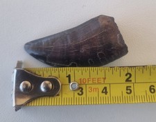 T Rex tooth approximately 1.8 inch 