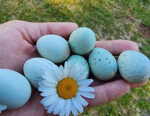 Extras true blue celadon - 15+, *true