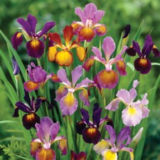 T&M Iris Metallic Mixture Garden Borders Plant Hardy Bulb Flowering Plant Bulbs