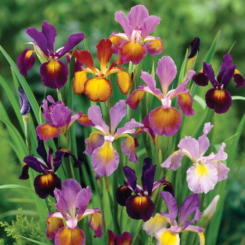Iris metallic mixture - t&m,