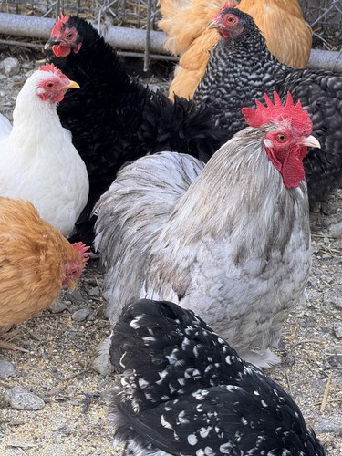 Bantam cochin eggs - bantam,