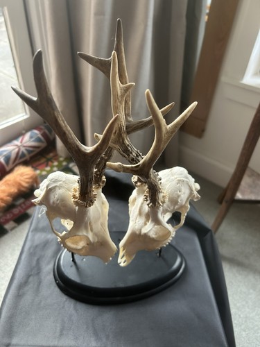 Roe deer buck - deer/buck, taxidermy