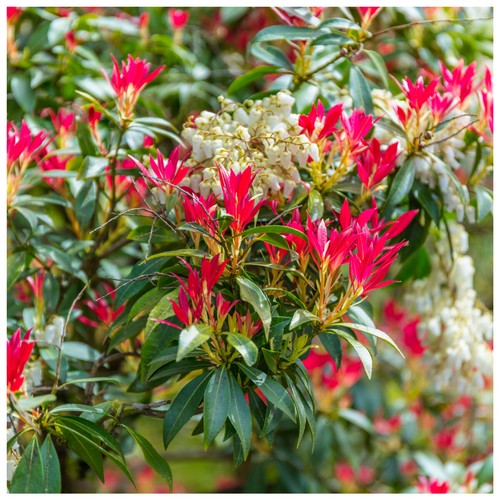 Pieris forest flame 10 15cm - pieris, 10-15cm
