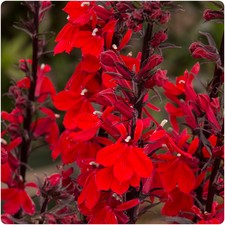 Lobelia x Speciosa 'Fan Scarlet' x 5 plug plants perennial lobelia 