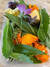 180g Fresh tortoise food plants & weeds, full one litre tub, organic 