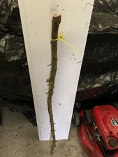 Seasoned Blackthorn SHANK