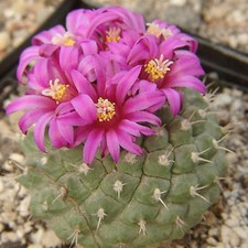 Strombocactus ssp esperanzae