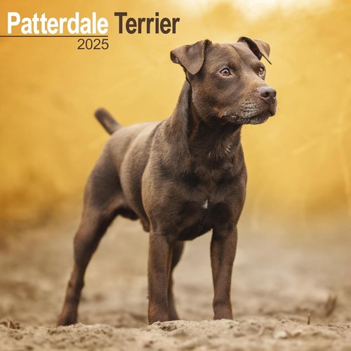 Patterdale terrier 2025 square - patterdale,