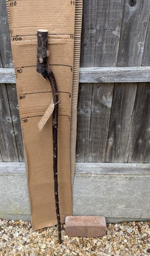 Blackthorn walking stick shank - blackthorn,
