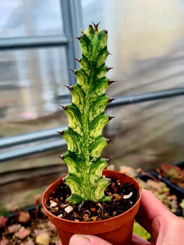 Euphorbia trigona variegated - euphorbia,