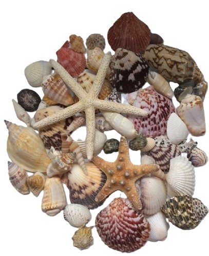 Assorted mixed seashells set - assorted,