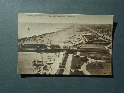 Norfolk birds eye - , general
