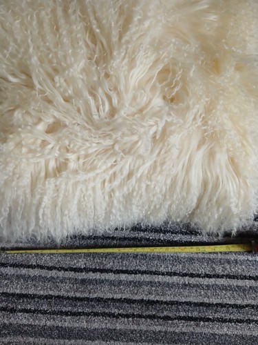 Cream long haired - cream,