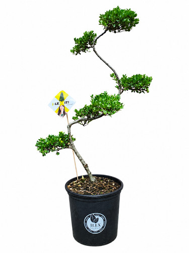 Outdoor bonsai crenata cloud - bonsai,