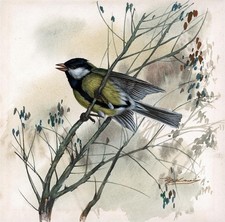 BIRD IN TREE - Watercolour