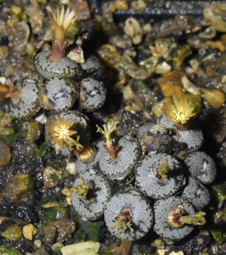 Conophytum comptonii ajy 1069 - comptonii,