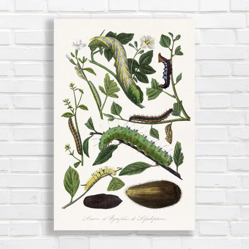 Botanical illustration canvas - botanical,