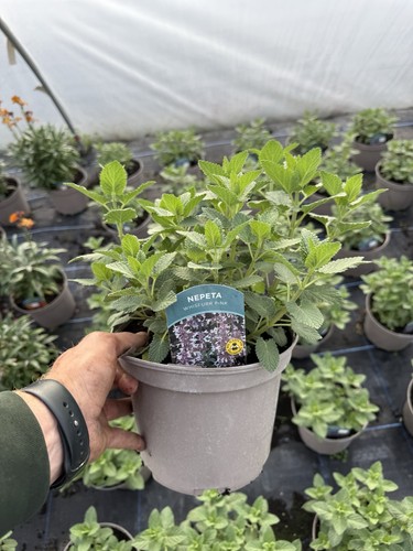 Nepeta whispurr pink - nepeta, hardy