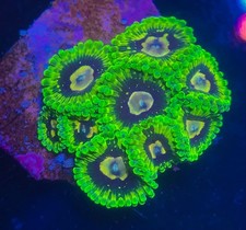 Exosphere High End Zoa Zoanthid 1 polyp Frag Coral
