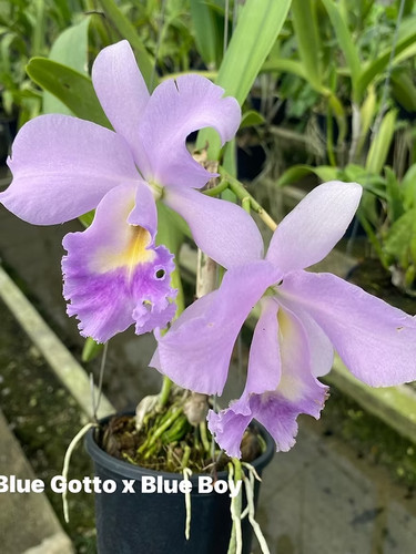 Rare cattleya blue gotto - rare,