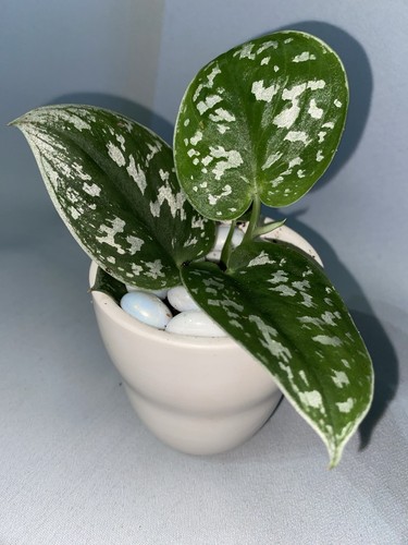 Silver satin pothos - silver,