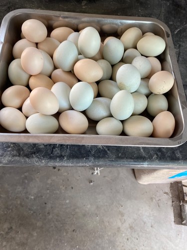 Bantam eggs - bantam,