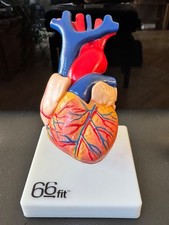 Human Heart Anatomical Model, Life-size - Medical Student, Paramedic, Nurse
