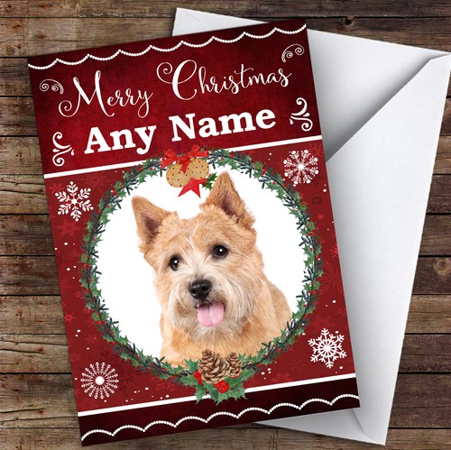 Norwich terrier dog - terrier,