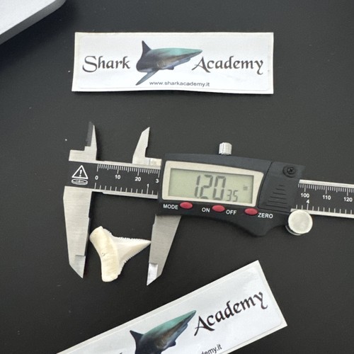 Great shark tooth very - tooth,