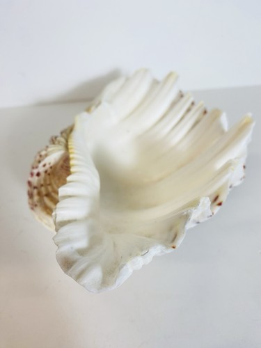Large hippopus shell - large,