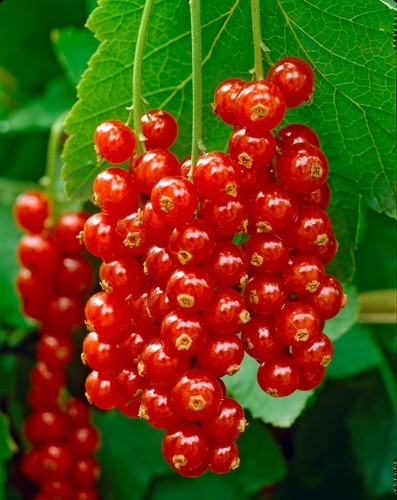 Redcurrant rosetta hardy - -,
