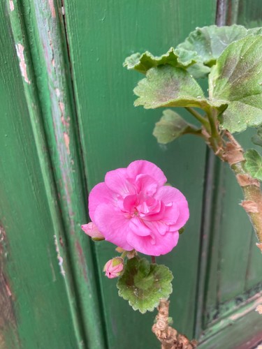 Pelargonium highfields - pelargonium,