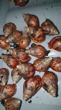 Giant African Land Snails "food"