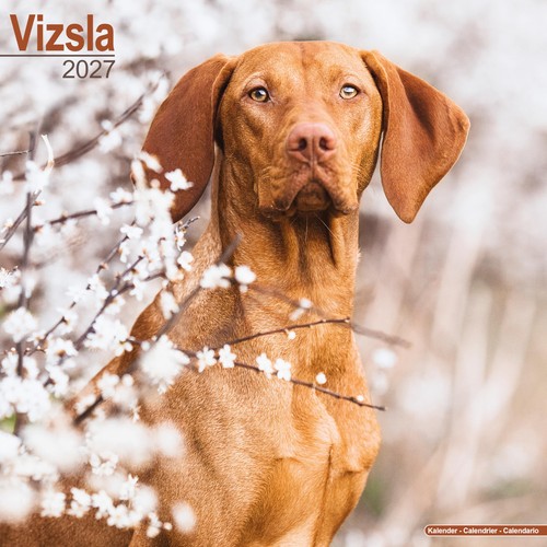 Vizsla 2027 calendar square - vizsla,