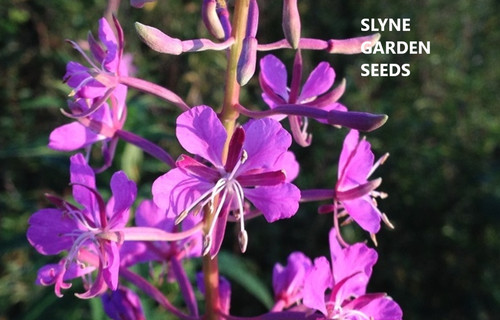 Rosebay willow herb - willow, pink