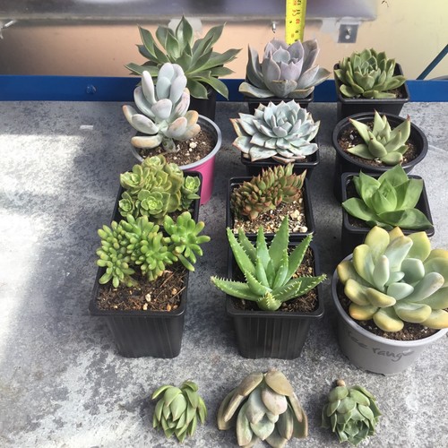 Different succulents - different,