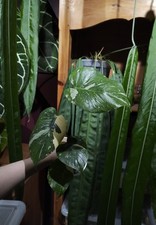 Monstera thai constellation - thai,