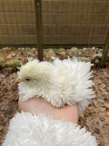 Frizzles showgirl silkie - 6+, frizzles,