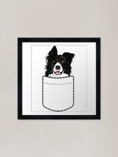 Border Collie Dog In Your