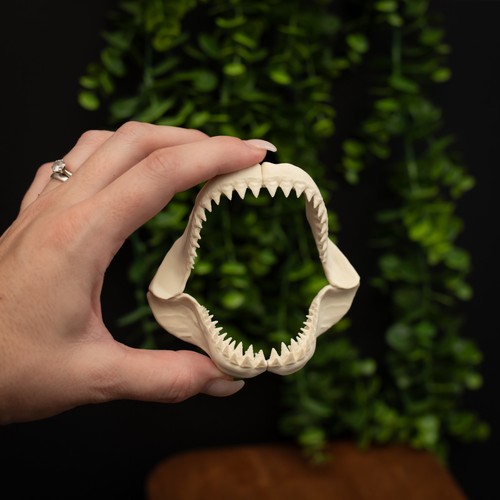 Megalodon shark jaw - shark,