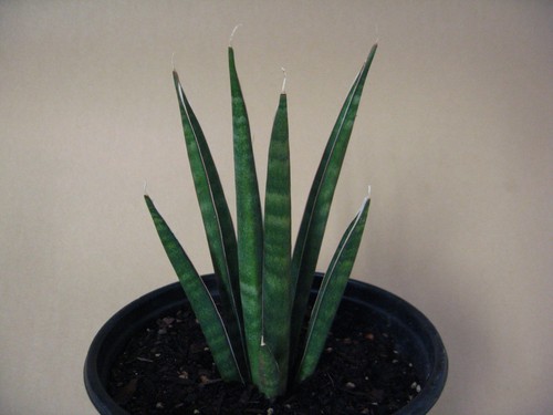 Sansevieria aethiopica
