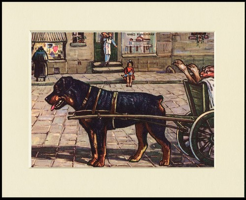 Rottweiler dog art - rottweiler,