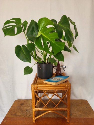 Vintage mid century bamboo and - bamboo,