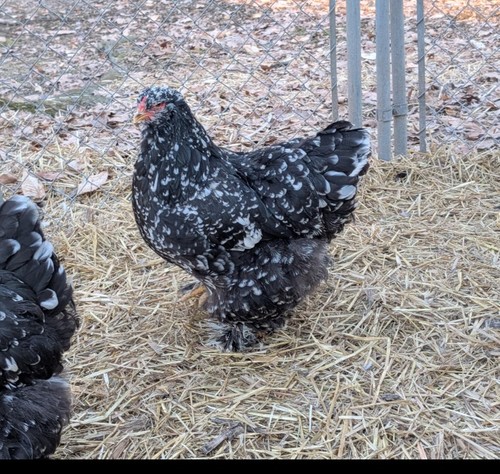 Mottled brahma hatching eggs - hatching,